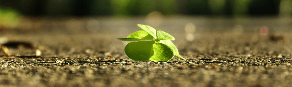 Parlons-en : la biodiversité en Déodatie&nbsp;!