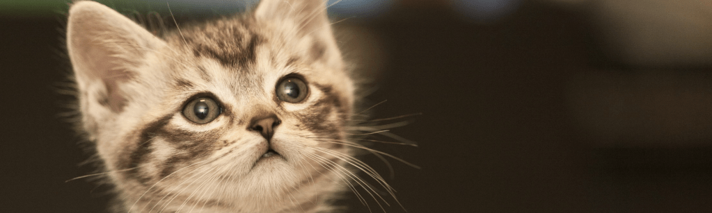 Un référendum pour le bien-être&nbsp;animal