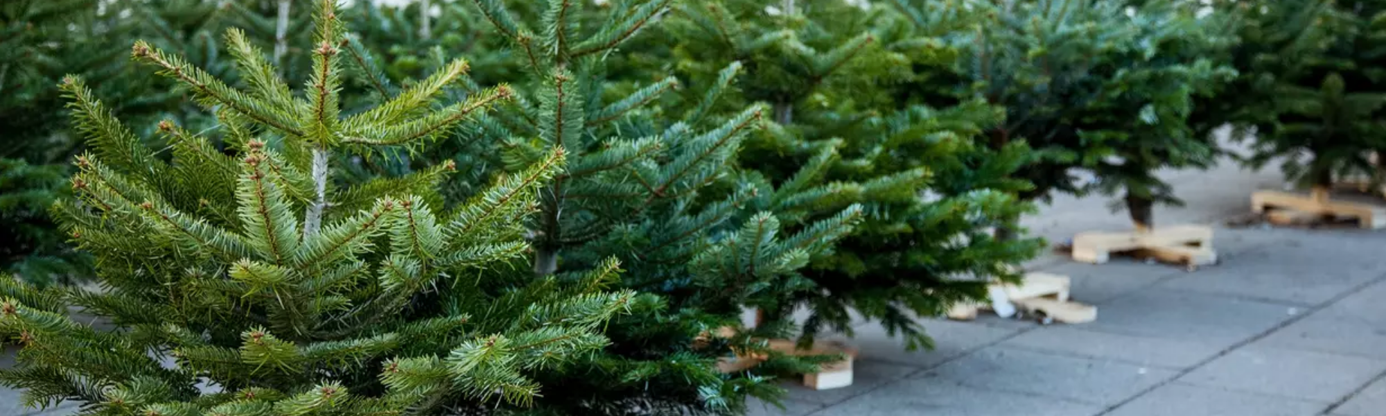Ban-de-Laveline : vente de sapins de Noël par l’ASCB Tennis