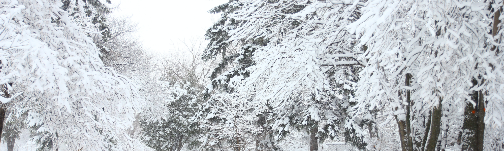 Vosges : 15 centimètres de neige attendus mardi !