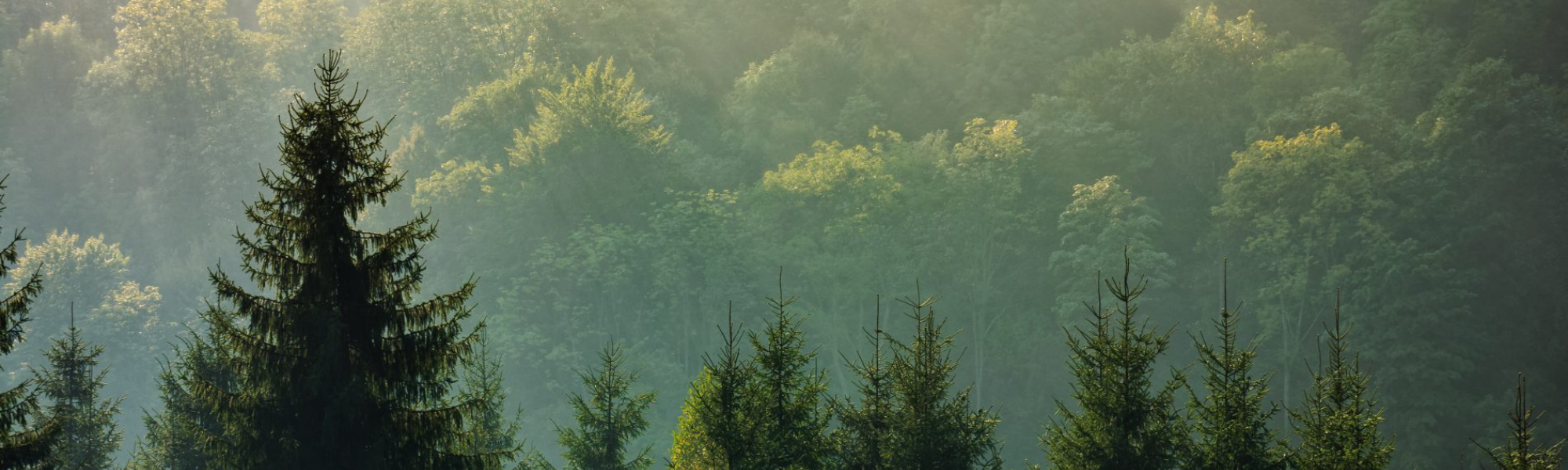 Vosges : une terre de sapins de Noël !