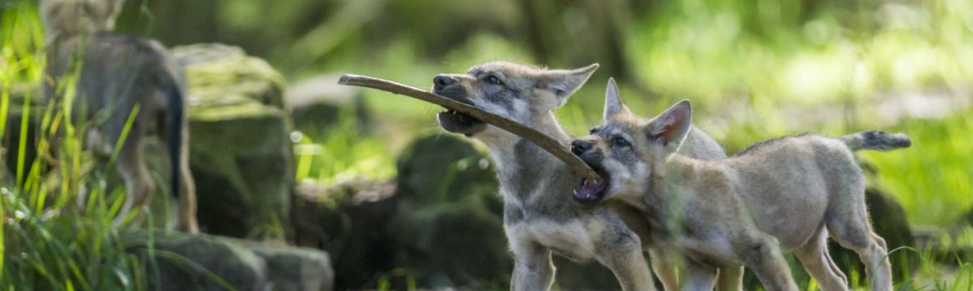 Tourisme : le Parc animalier de Sainte-Croix dans le Top 10 France !