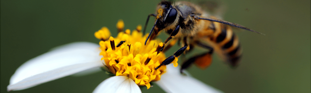 Retour du pollen dans les Vosges&nbsp;!