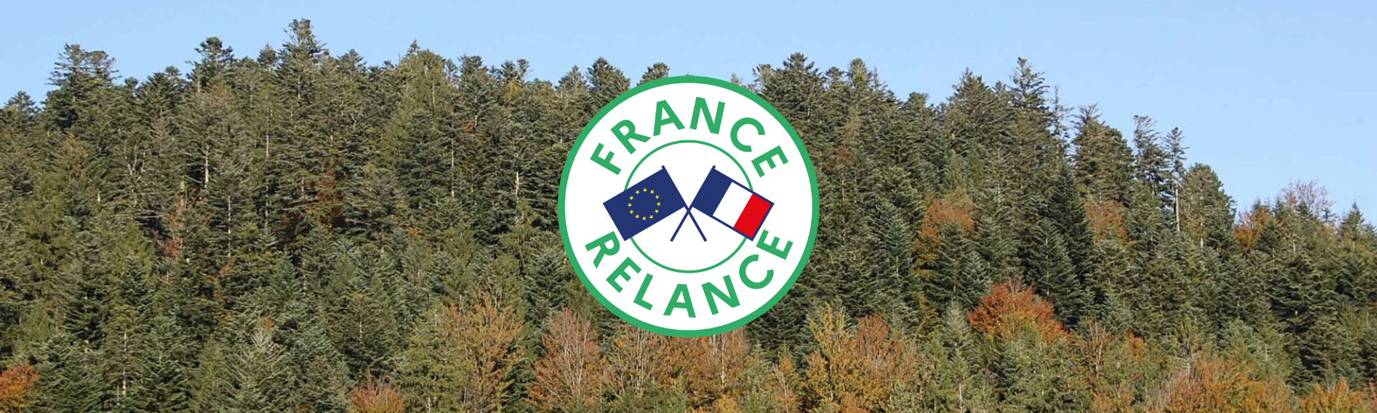 Renouvellement forestier : une visite pour une forêt vosgienne en souffrance !