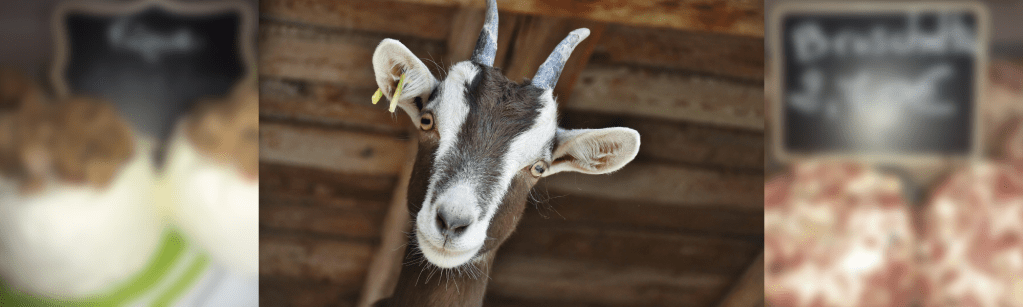 Du chèvre à la Ravinoise&nbsp;!