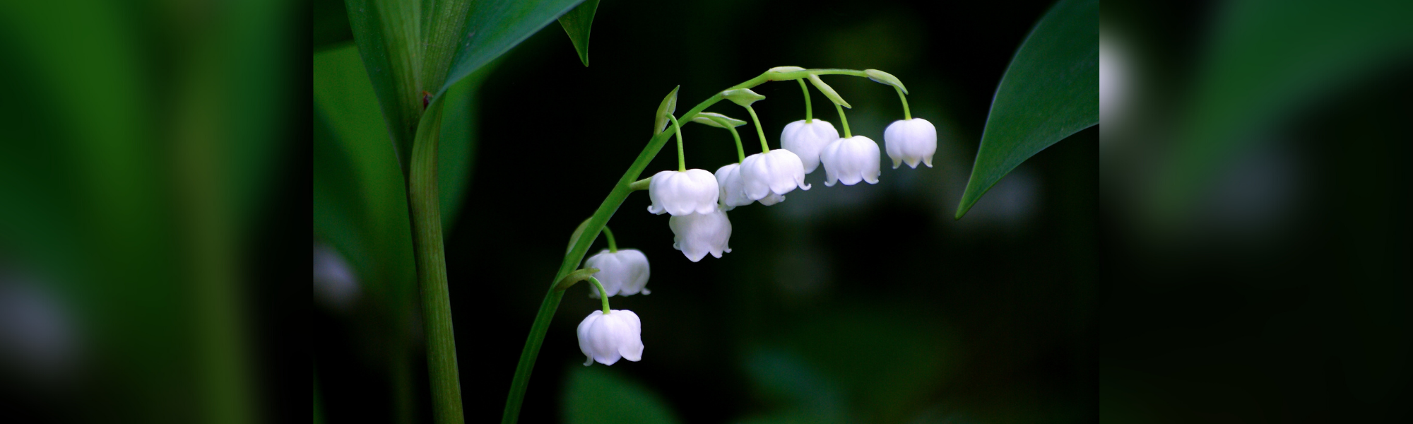 Vente de muguet : quelles règles en 2021 ?