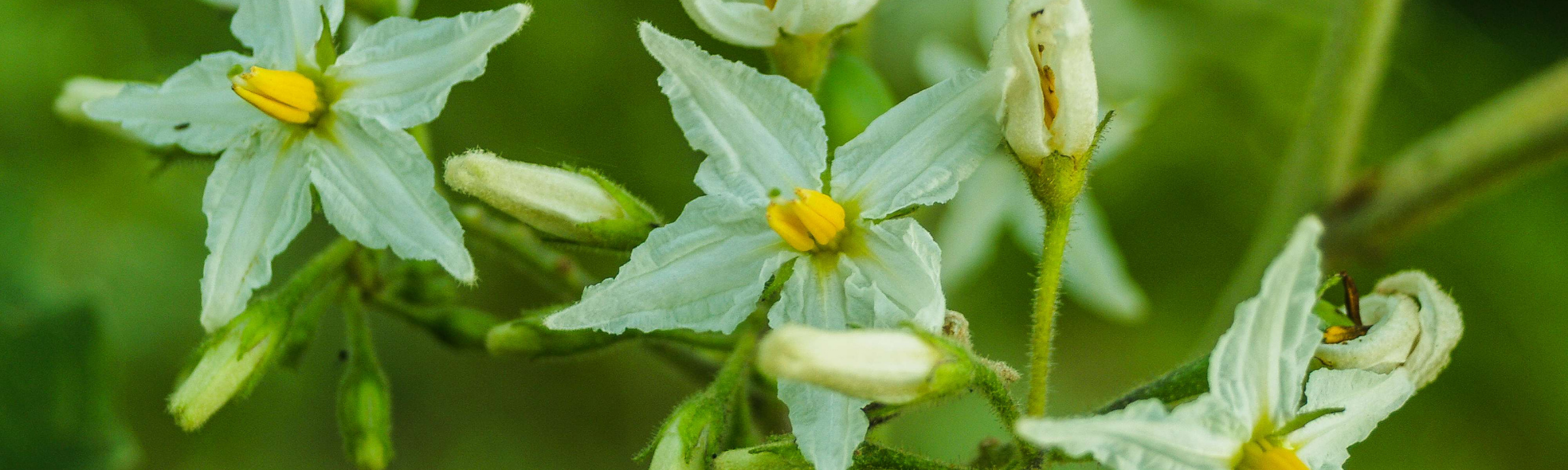 Bertrimoutier : 3 familles relèvent le défi Biodiversité !