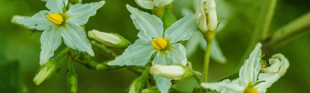 Biodiversité : 3 familles de Bertrimoutier relèvent le défi&nbsp;!