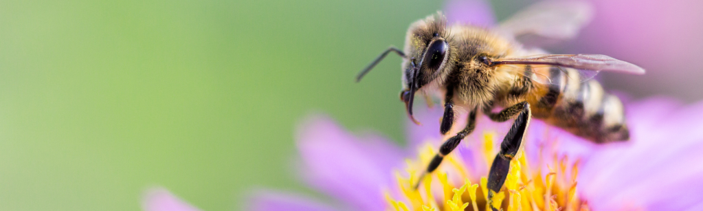 Soutenons nos abeilles&nbsp;!