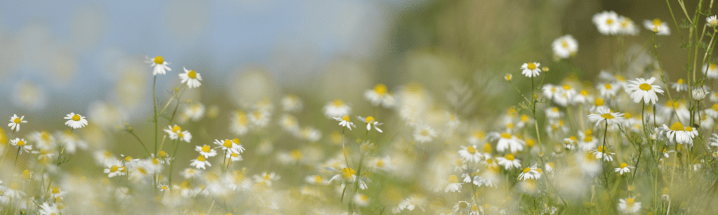 Pourquoi faire un fauchage tardif&nbsp;?