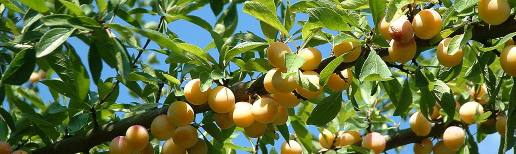 Mirabelle, c&rsquo;est ta saison&nbsp;!