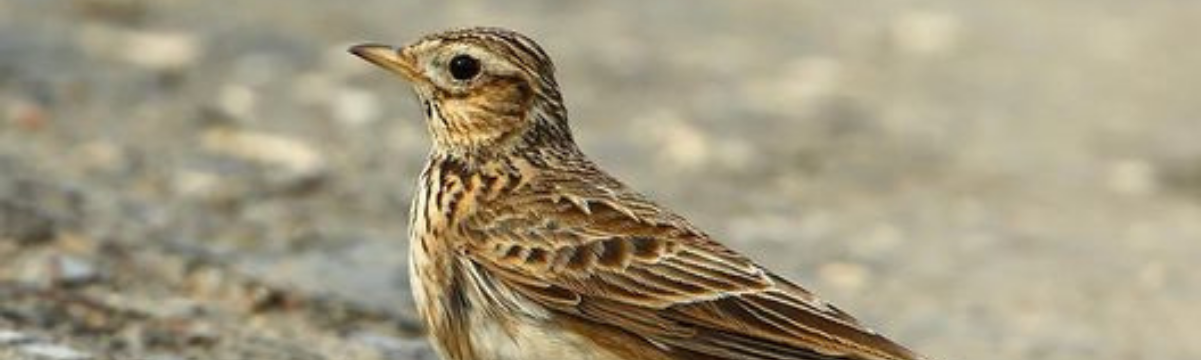Chasse à l’alouette : interdite dans les Vosges !