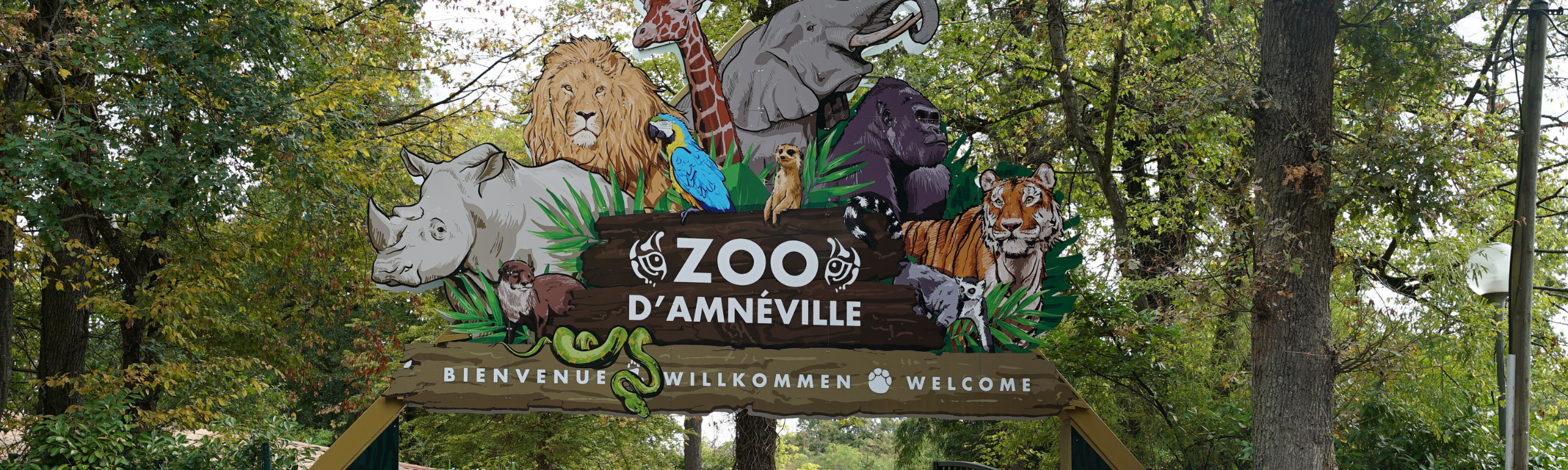 Zoo d&rsquo;Amnéville : 2 lionceaux nés sous les yeux des visiteurs !