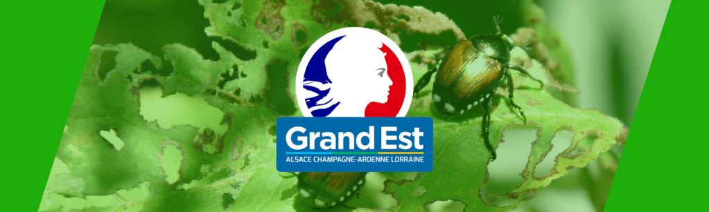 Menace d&rsquo;invasion de scarabées japonais&nbsp;!