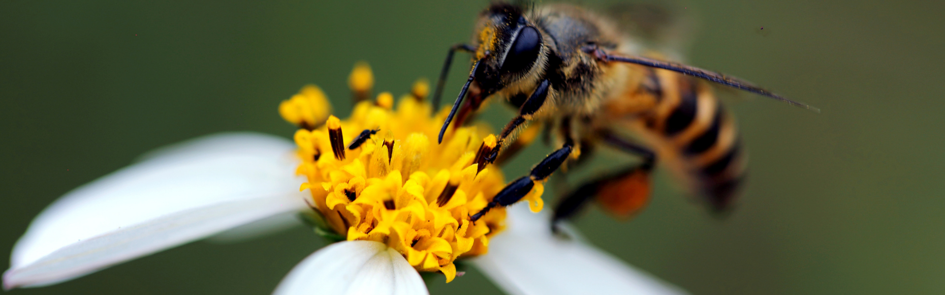Vosges : la saison des allergies est lancée avec l&rsquo;aulne !