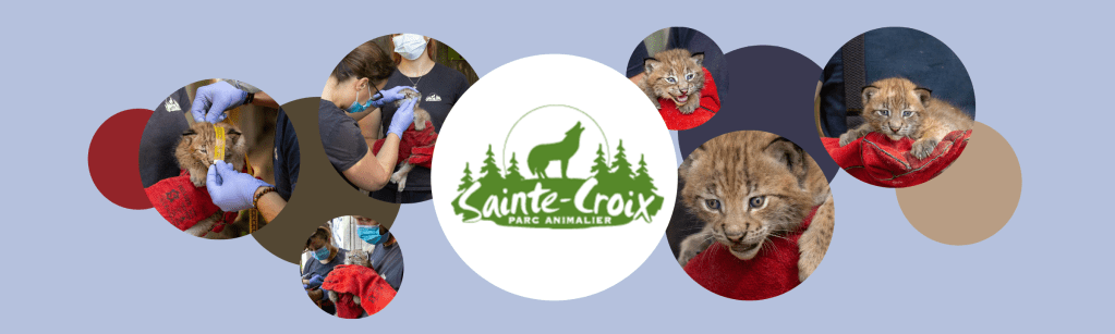 3 lynx sont nées au parc de Sainte-Croix&nbsp;!