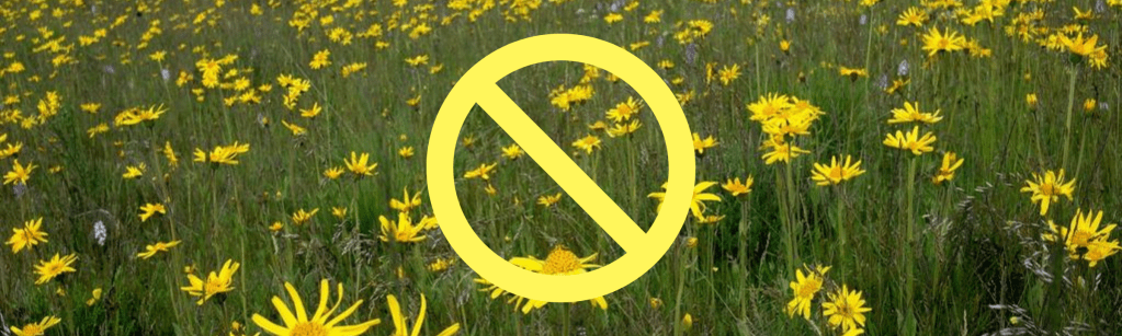 Pas de cueillette d&rsquo;Arnica en 2022 dans les Vosges&nbsp;!