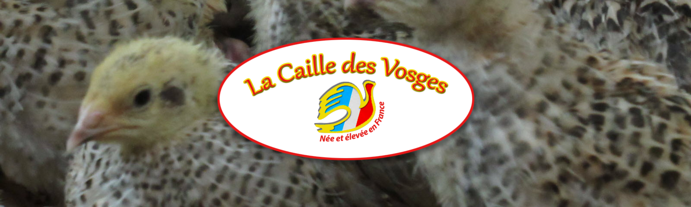 La « Caille des Vosges » investit pour le bien-être animal à Bertrimoutier !