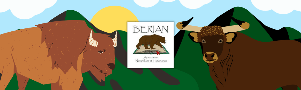 Aurochs et bisons d’Europe à l&rsquo;honneur dans les Vosges avec BERIAN : prêt.e pour demain&nbsp;?