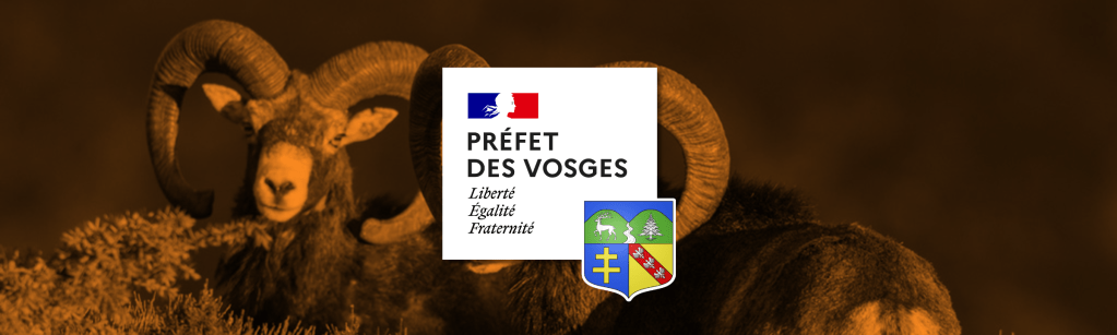 Mouflons méditerranéens en divagation à Wisembach : un arrêté préfectoral pour réguler la population&nbsp;!