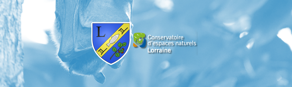 Conférence sur la chauve-souris en Déodatie à Ban-de-Laveline demain 31 Août : prêts&nbsp;?