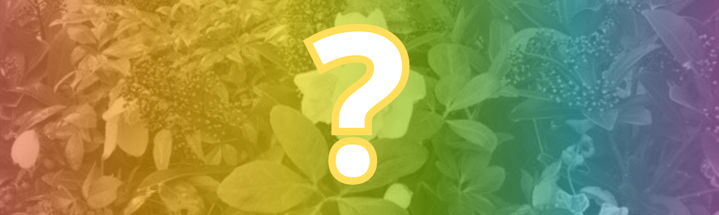 Quelles fleurs planter pour égayer nos balcons avec les premiers froids ?