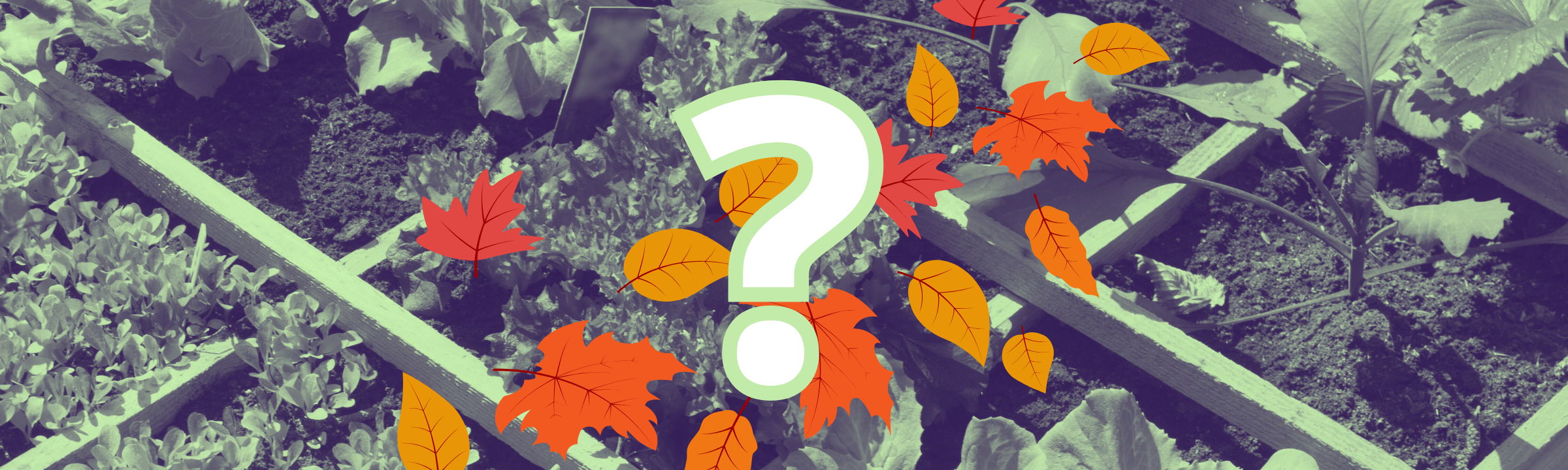 L’automne au potager : que semer et que récolter avant les premiers froids ?
