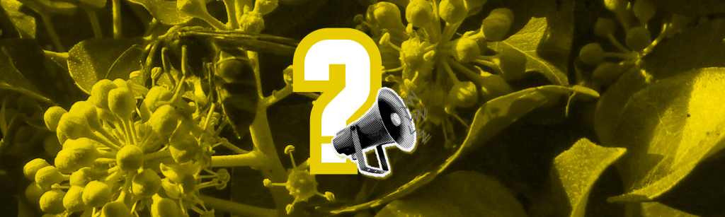 Comment identifier et signaler un nid de frelons asiatiques&nbsp;?