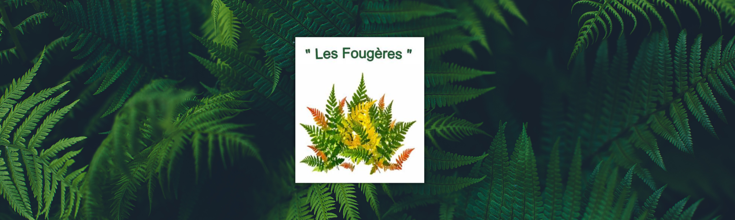 Wisembach : Monique Samson prend la tête du Club des Fougères